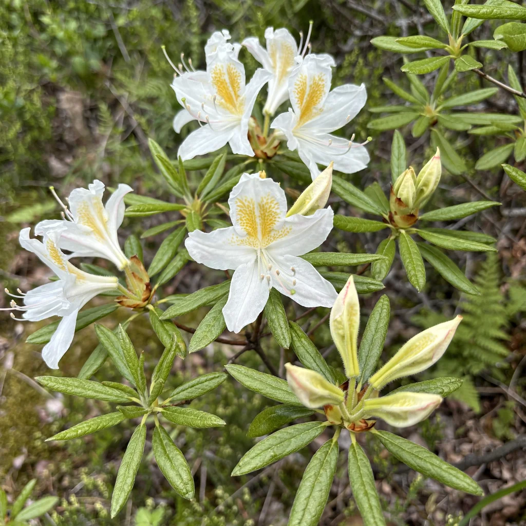 Western Azalea