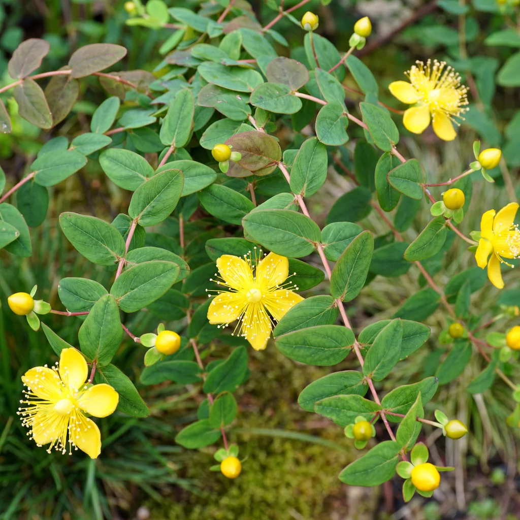 Moser's St. John's Wort