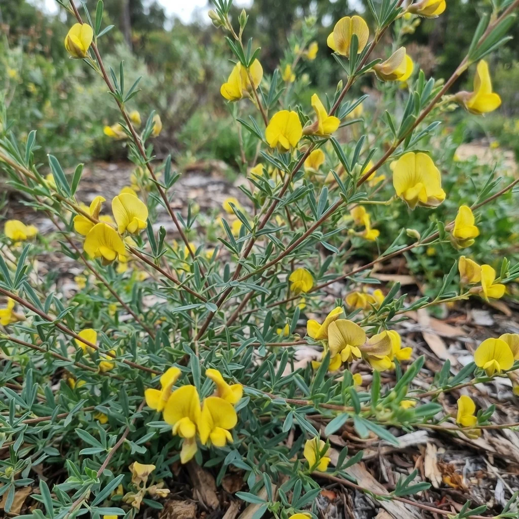 Common Wedge-pea