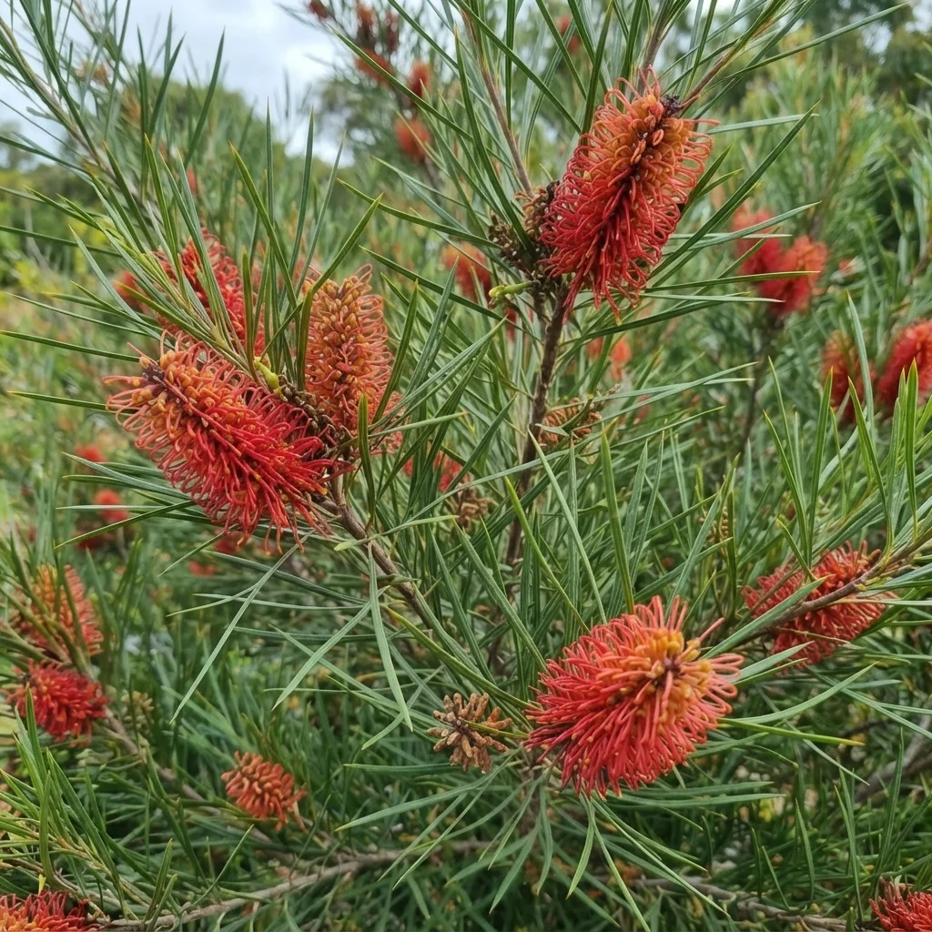 Red Pokers, Red Poker Hakea
