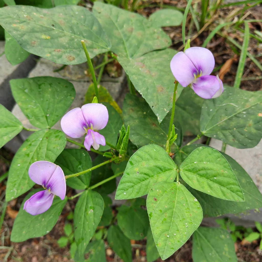 Cowpea