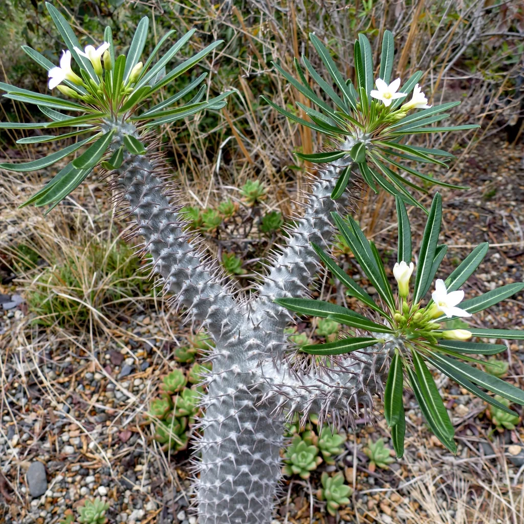 Madagascar Palm