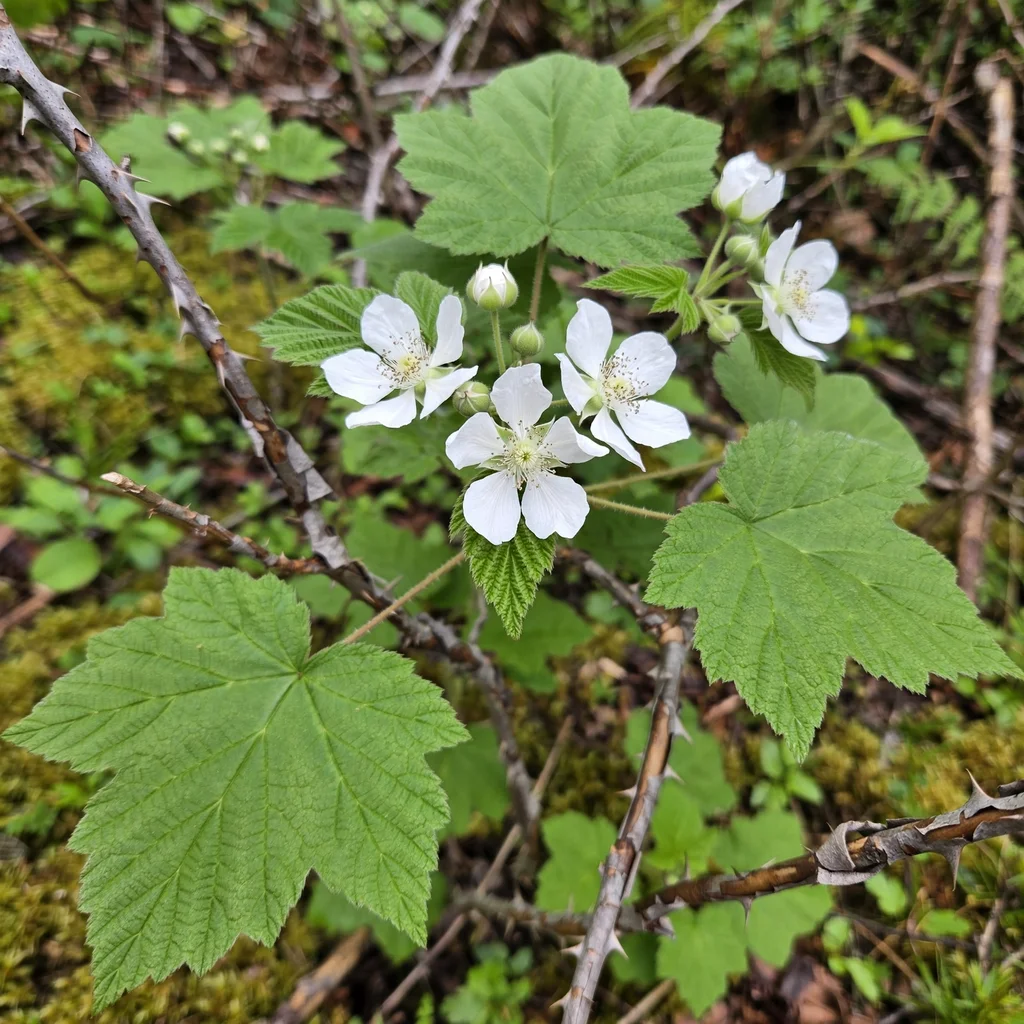Thimbleberry