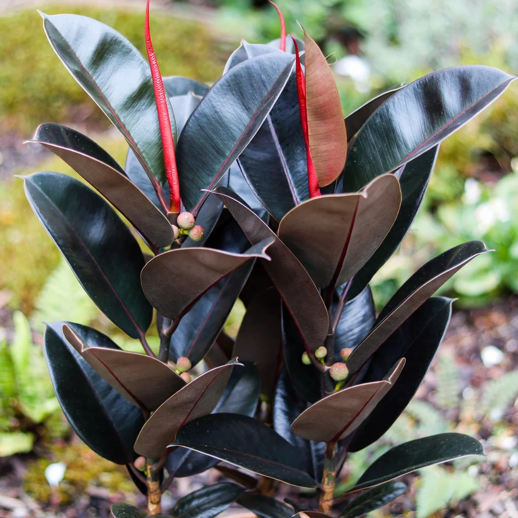 India Rubber Plant