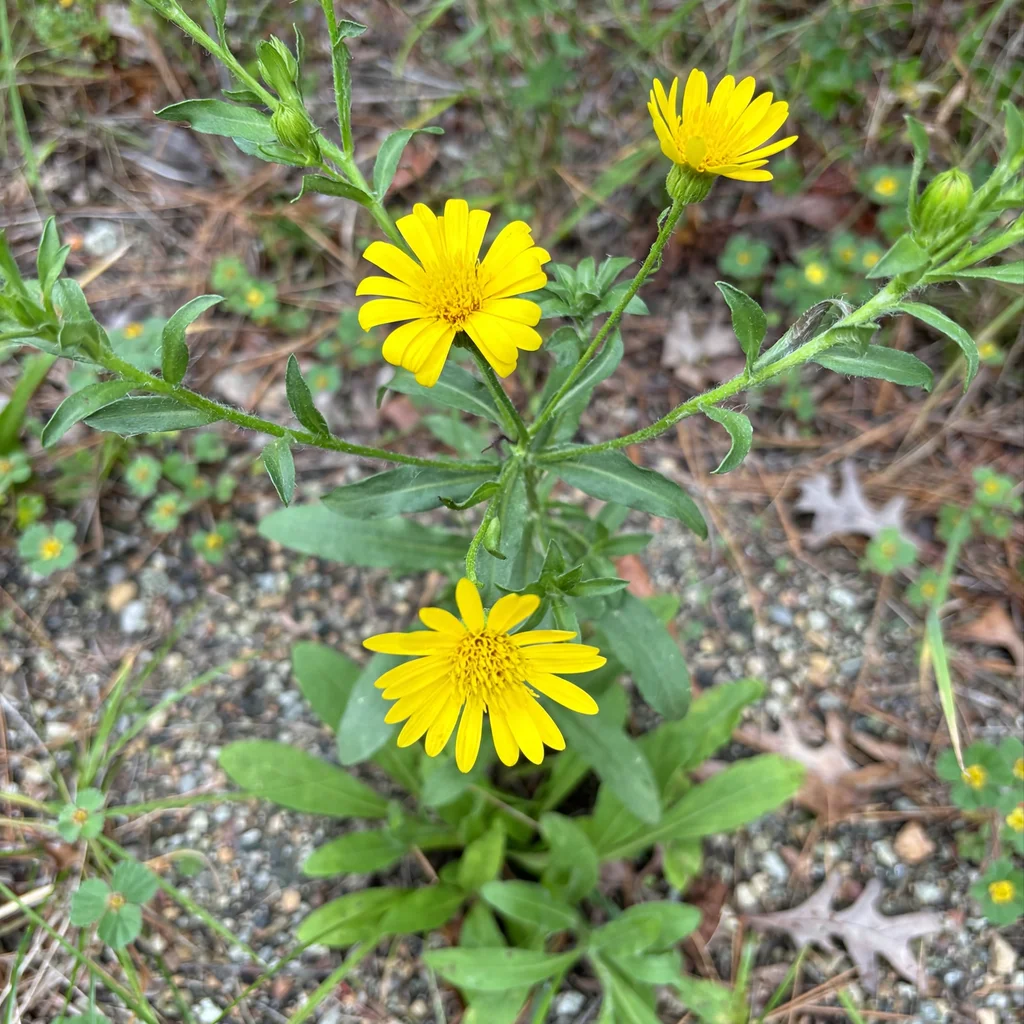 Maryland Goldenaster