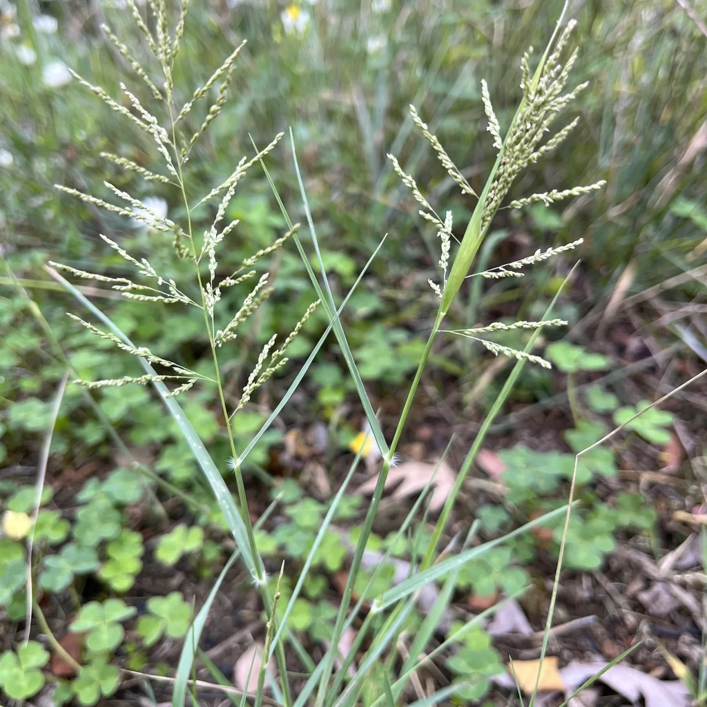 Sand Dropseed