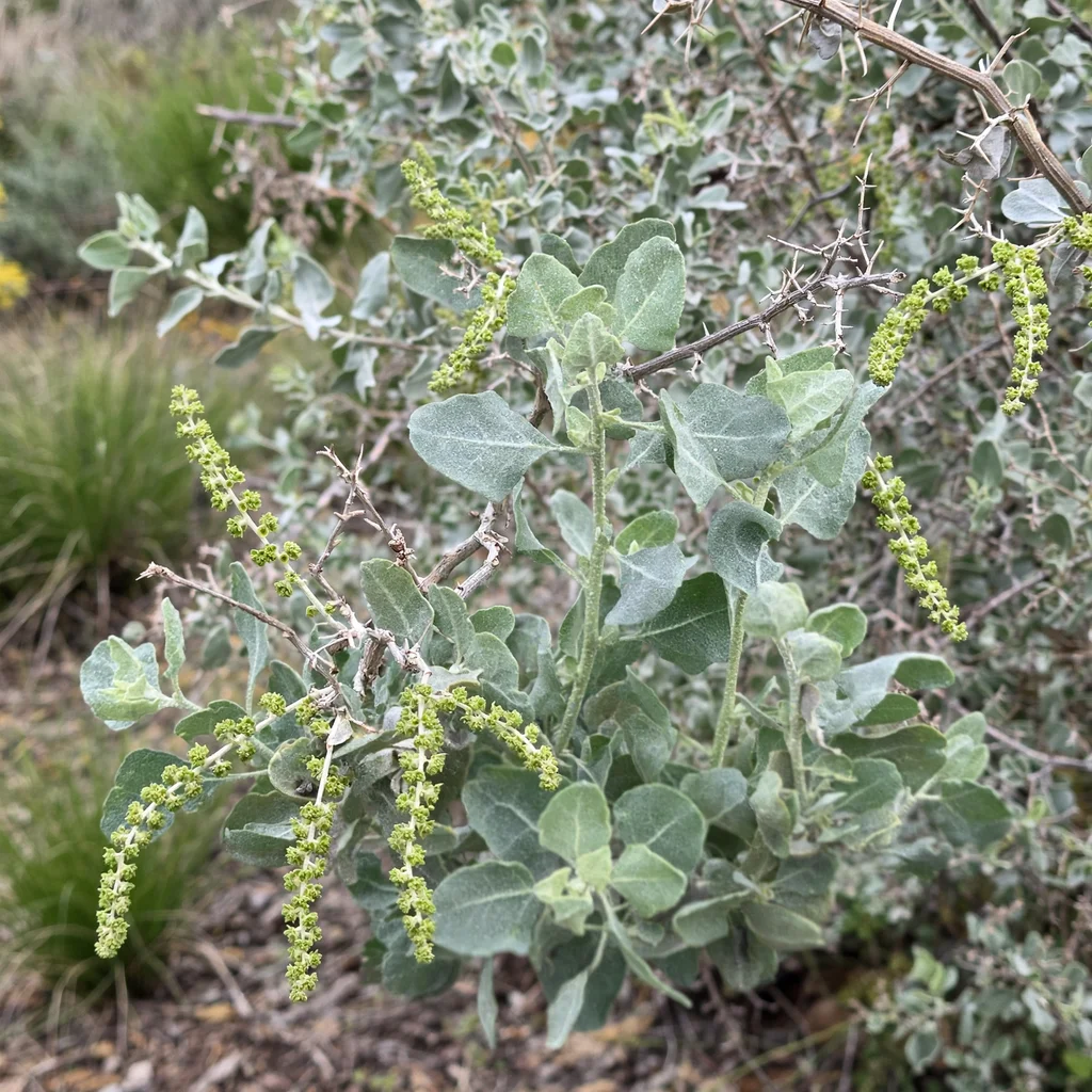 Big Saltbush