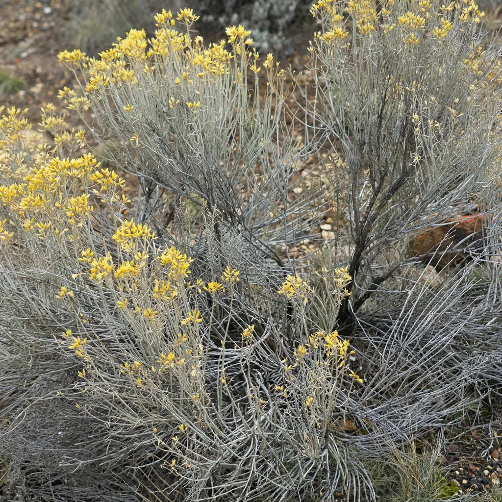 Rubber rabbitbrush