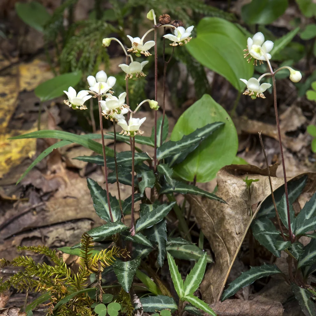 Spotted Wintergreen
