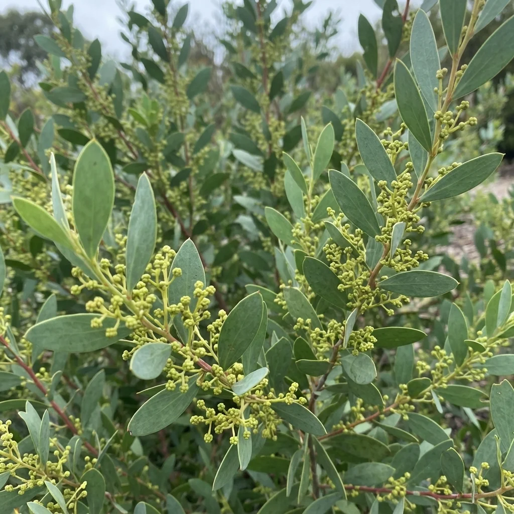 Box-leaf Wattle, Box-leaved Wattle