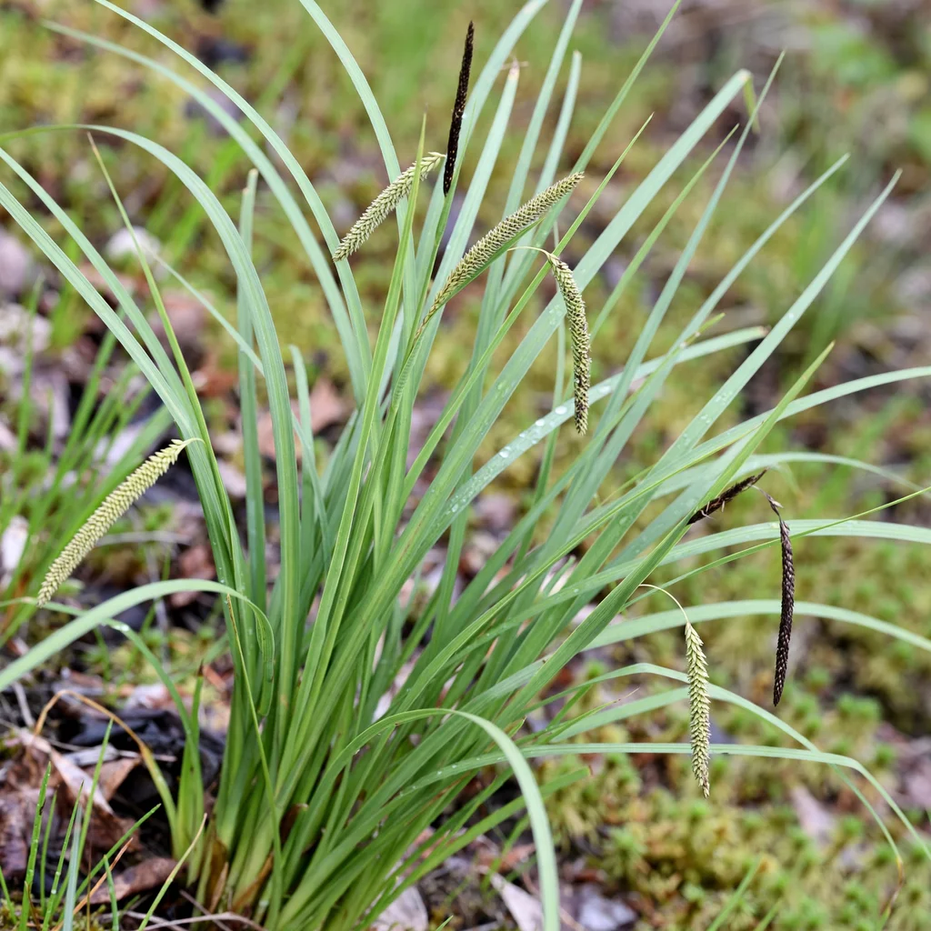 Water Sedge