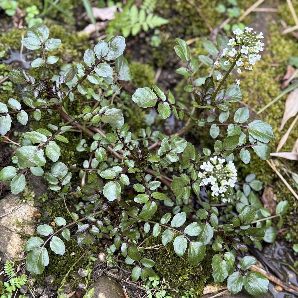 Watercress