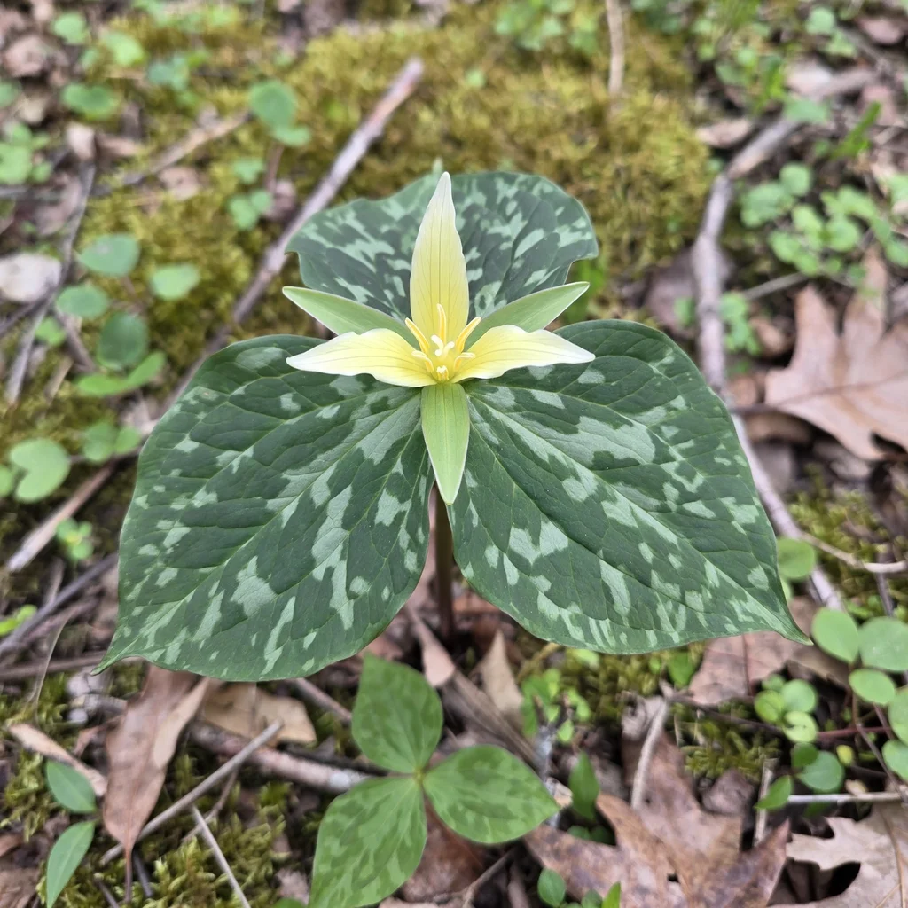 Yellow Trillium