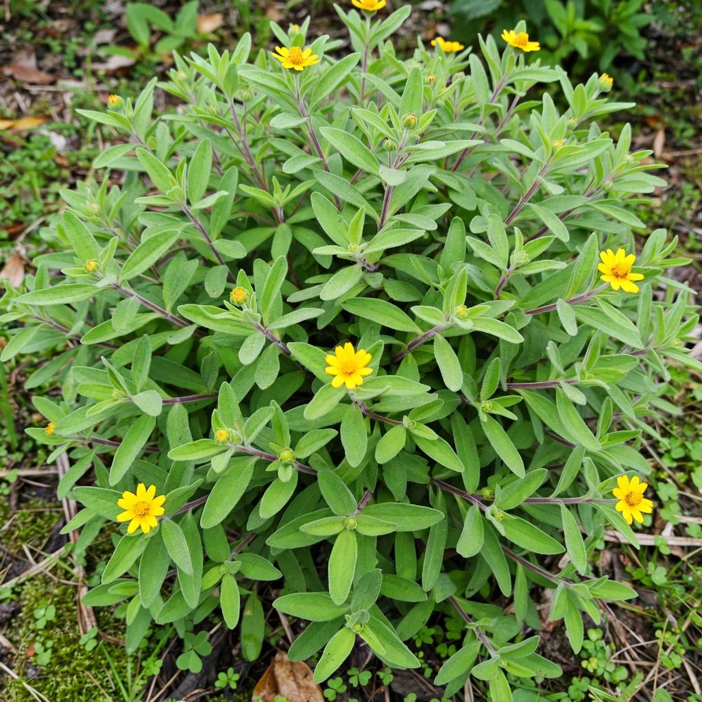 Butter Daisy