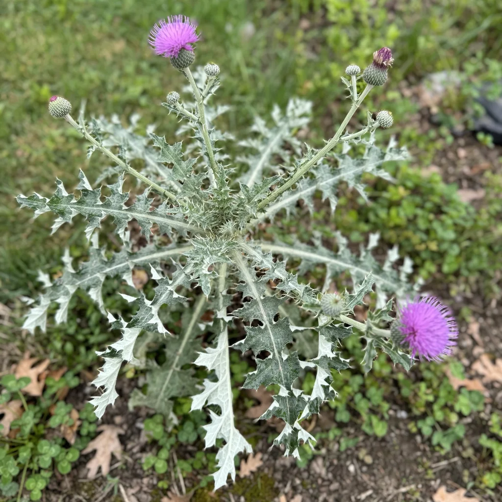 Texas Thistle