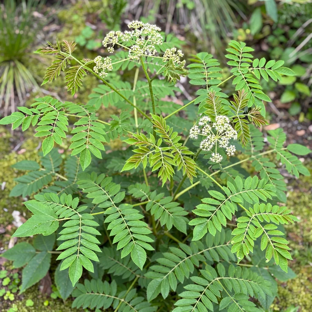 California Spikenard
