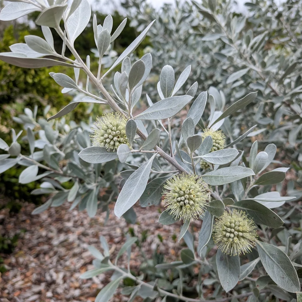Buttonwood