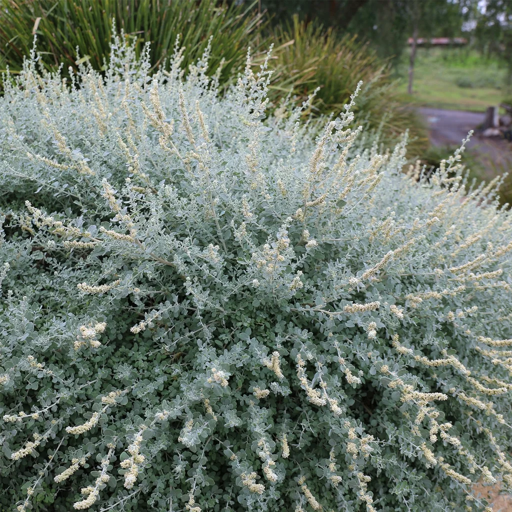 Spiny Saltbush