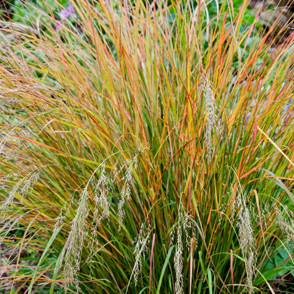 Pheasant's Tail Grass