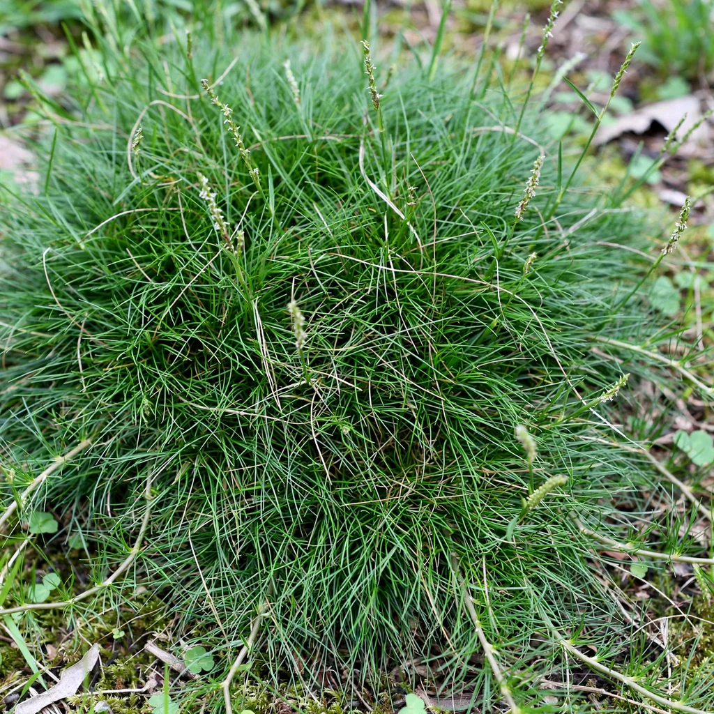 Korean Velvet Grass