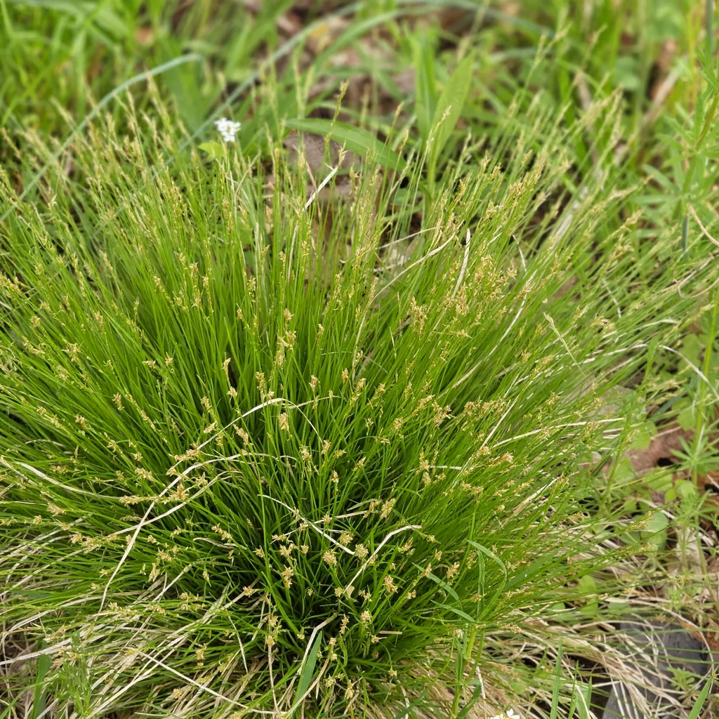 Brome-Like Sedge
