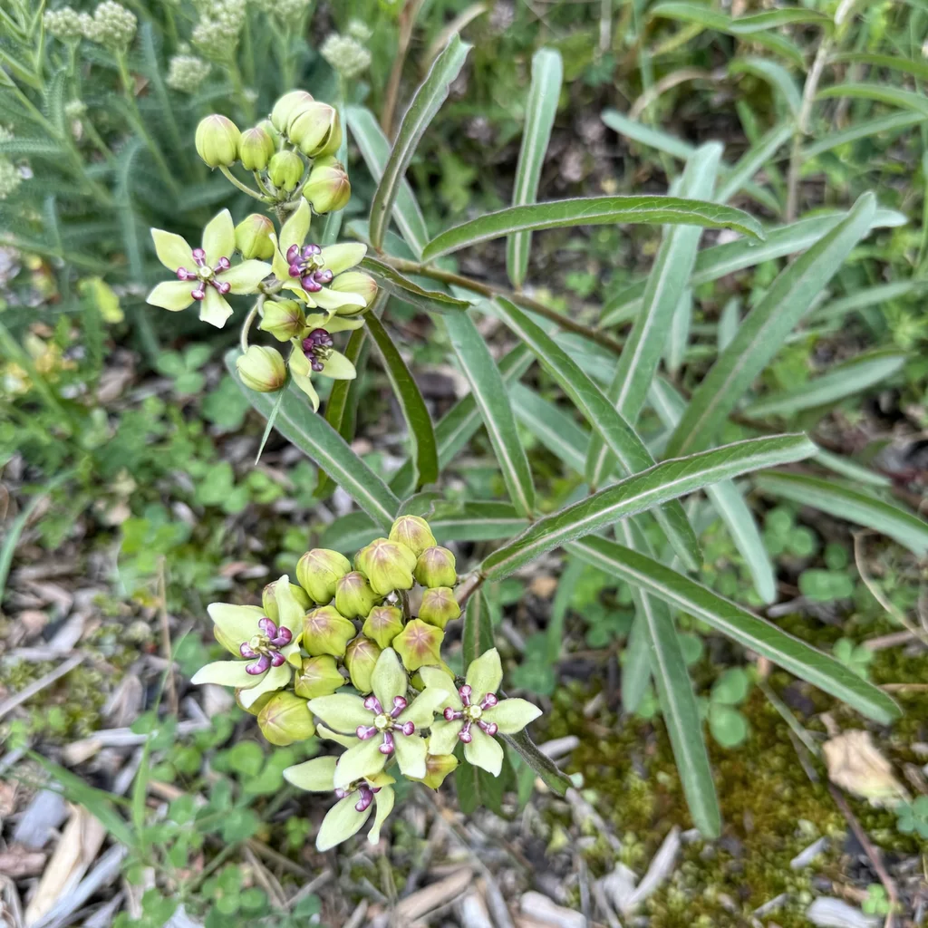 Green Antelopehorn