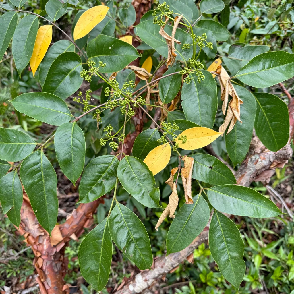 Gumbo-limbo