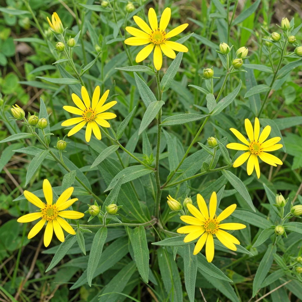 Whole-Leaf Rosinweed