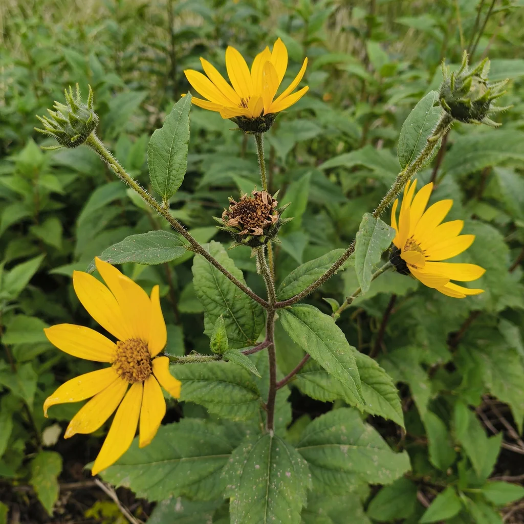 Jerusalem Artichoke