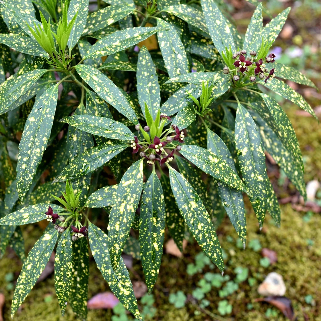 Japanese Laurel