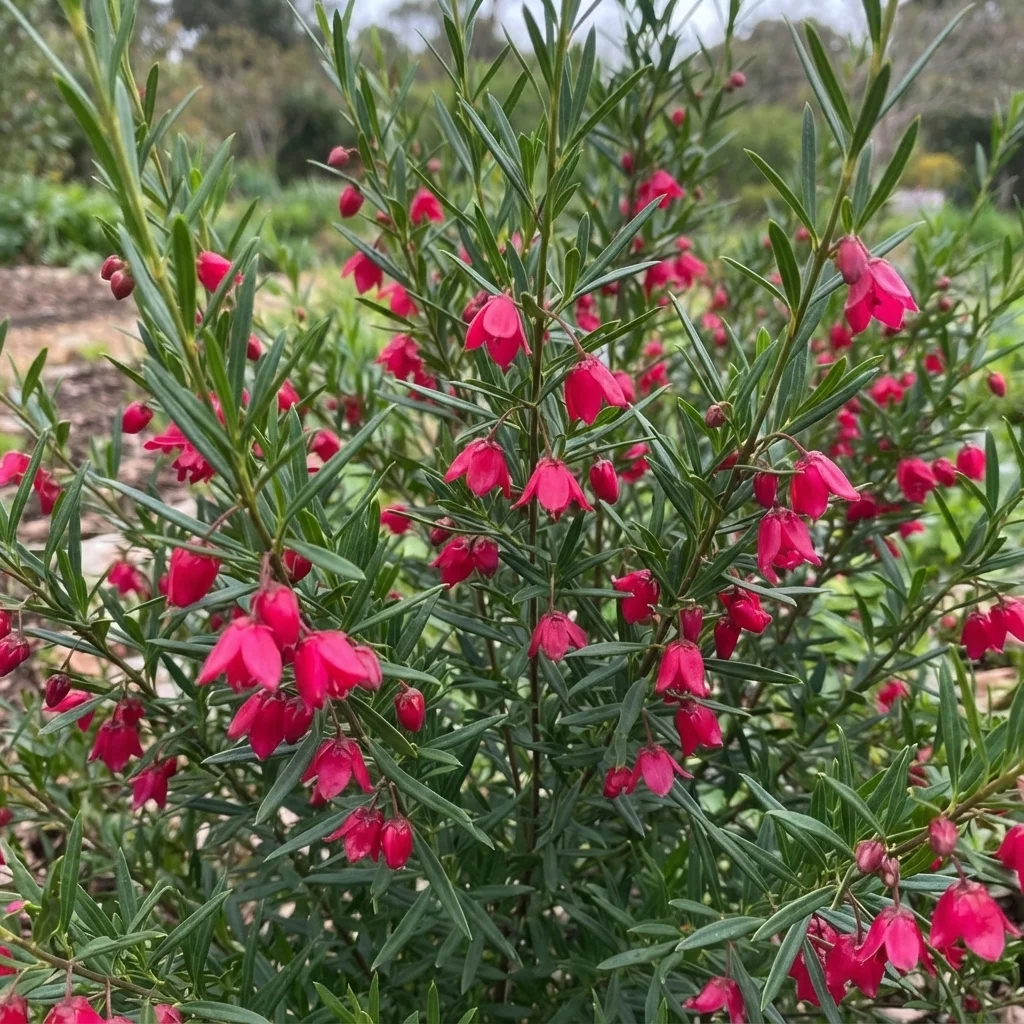 Red Boronia