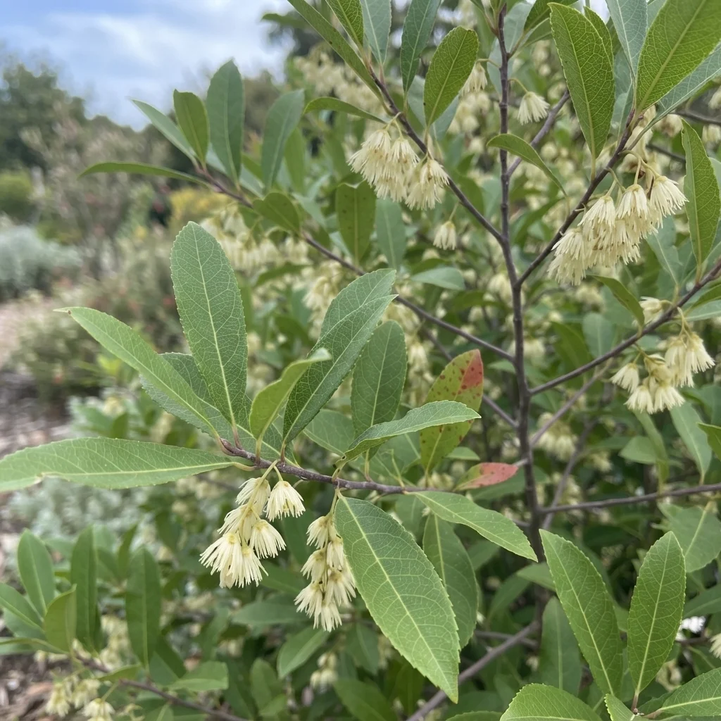 Blueberry Ash