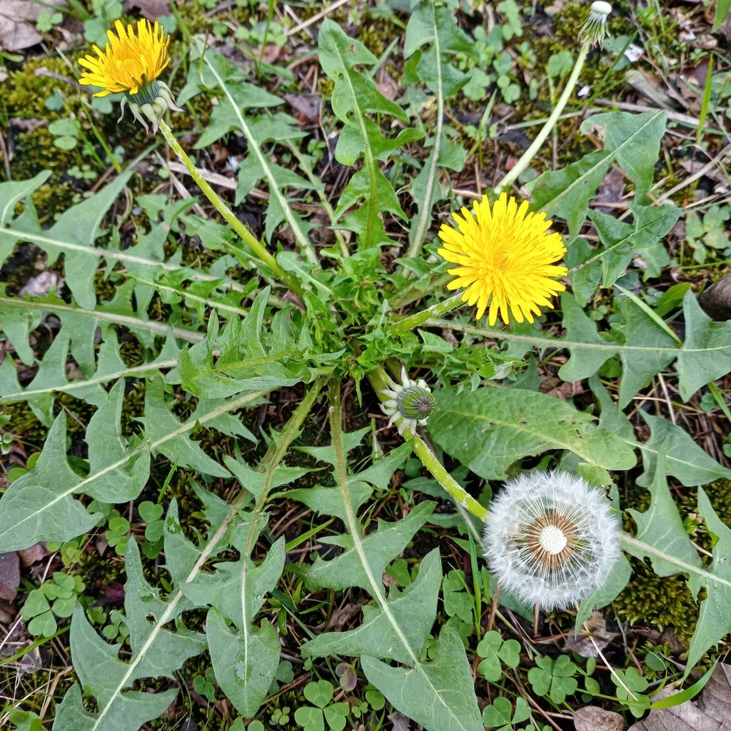 Dandelion