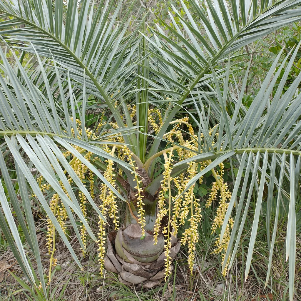 Buccaneer Palm