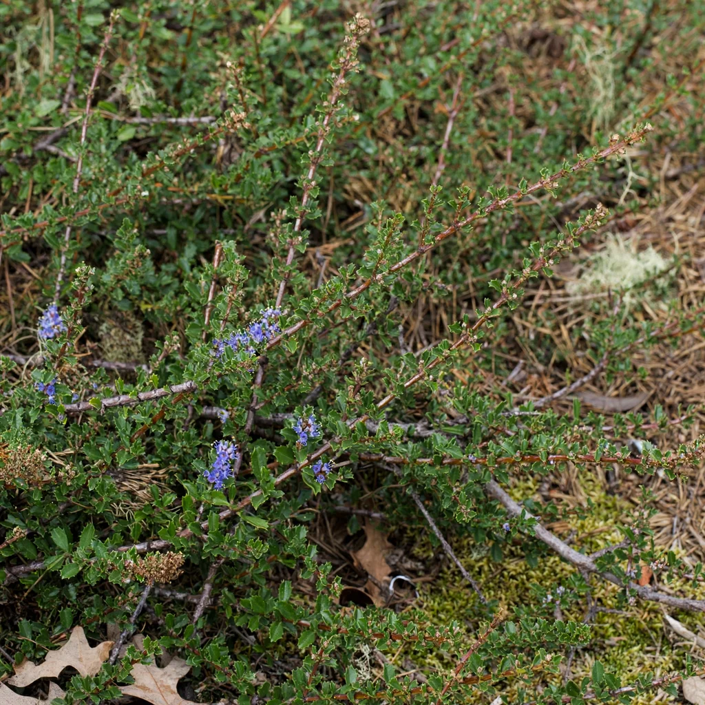 Point Reyes Ceanothus