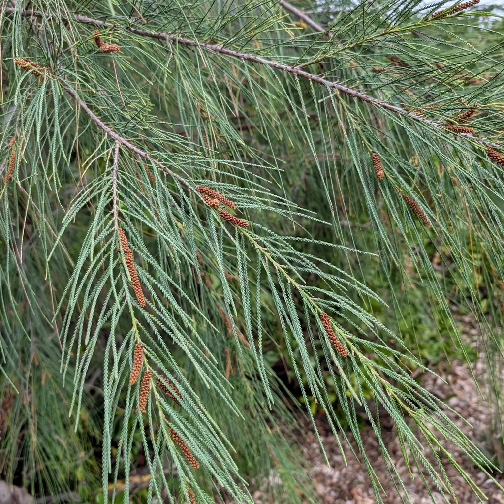 Horsetail Tree