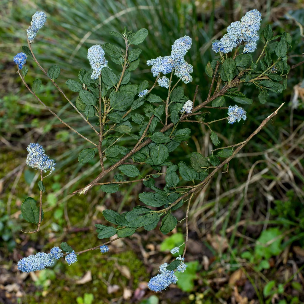 Creeping Blueblossom