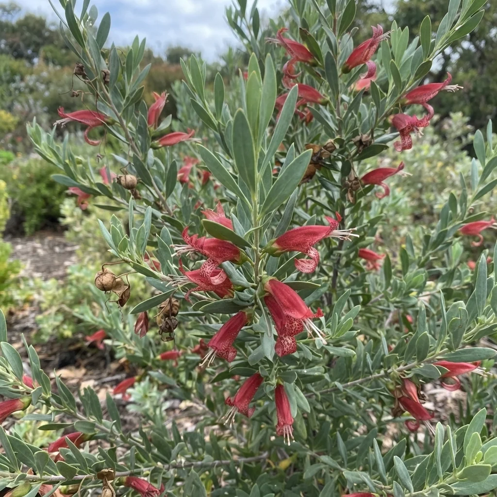Spotted Emu Bush, Native Fuchsia, Spotted Fuchsia-bush, Emu Bush