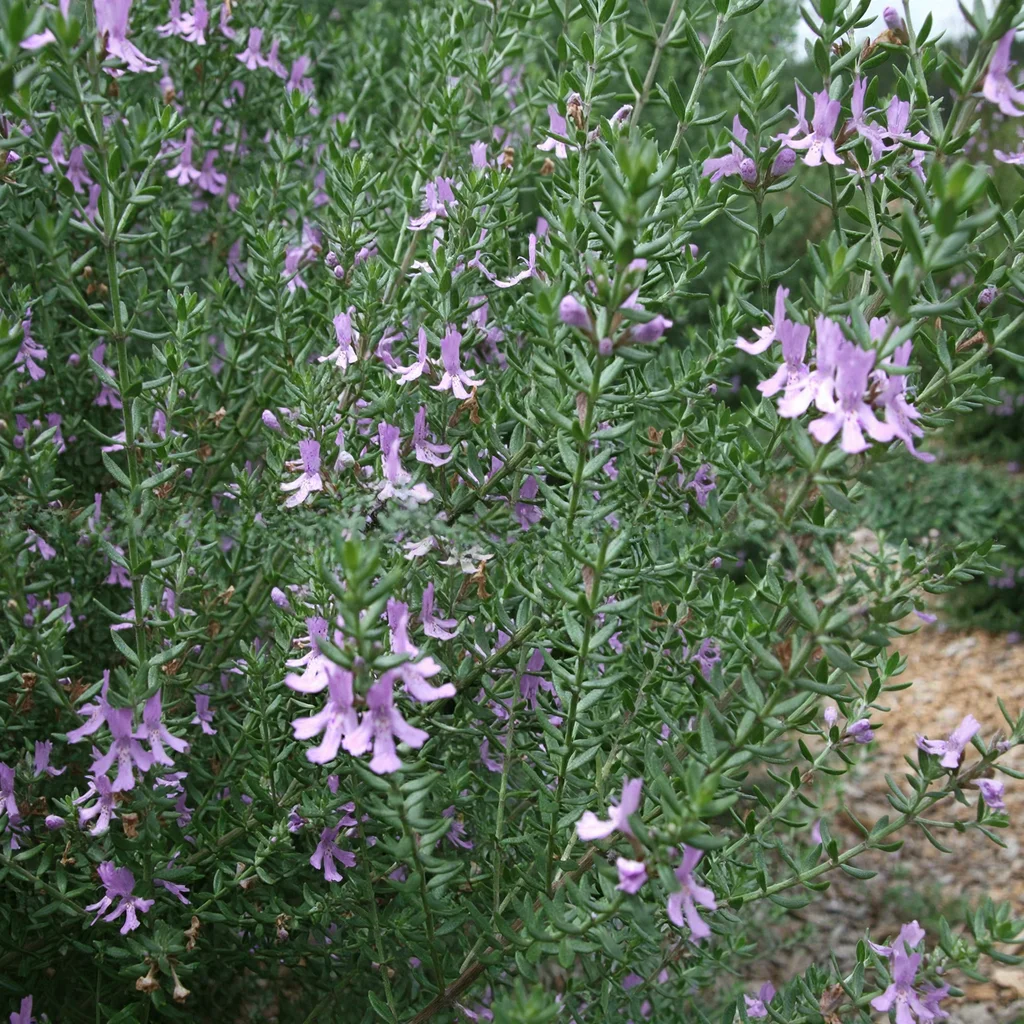 Blue Gem Coast Rosemary