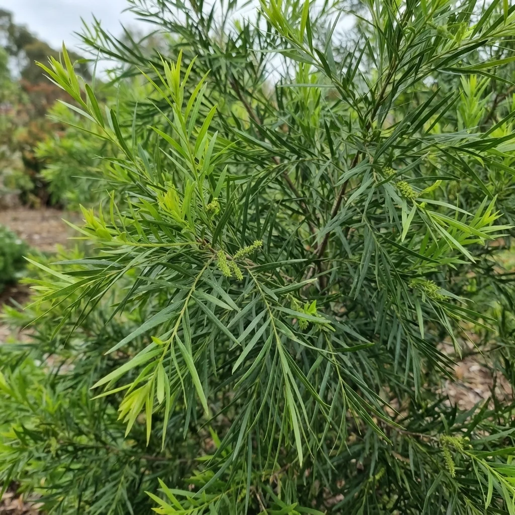 Fern Pine