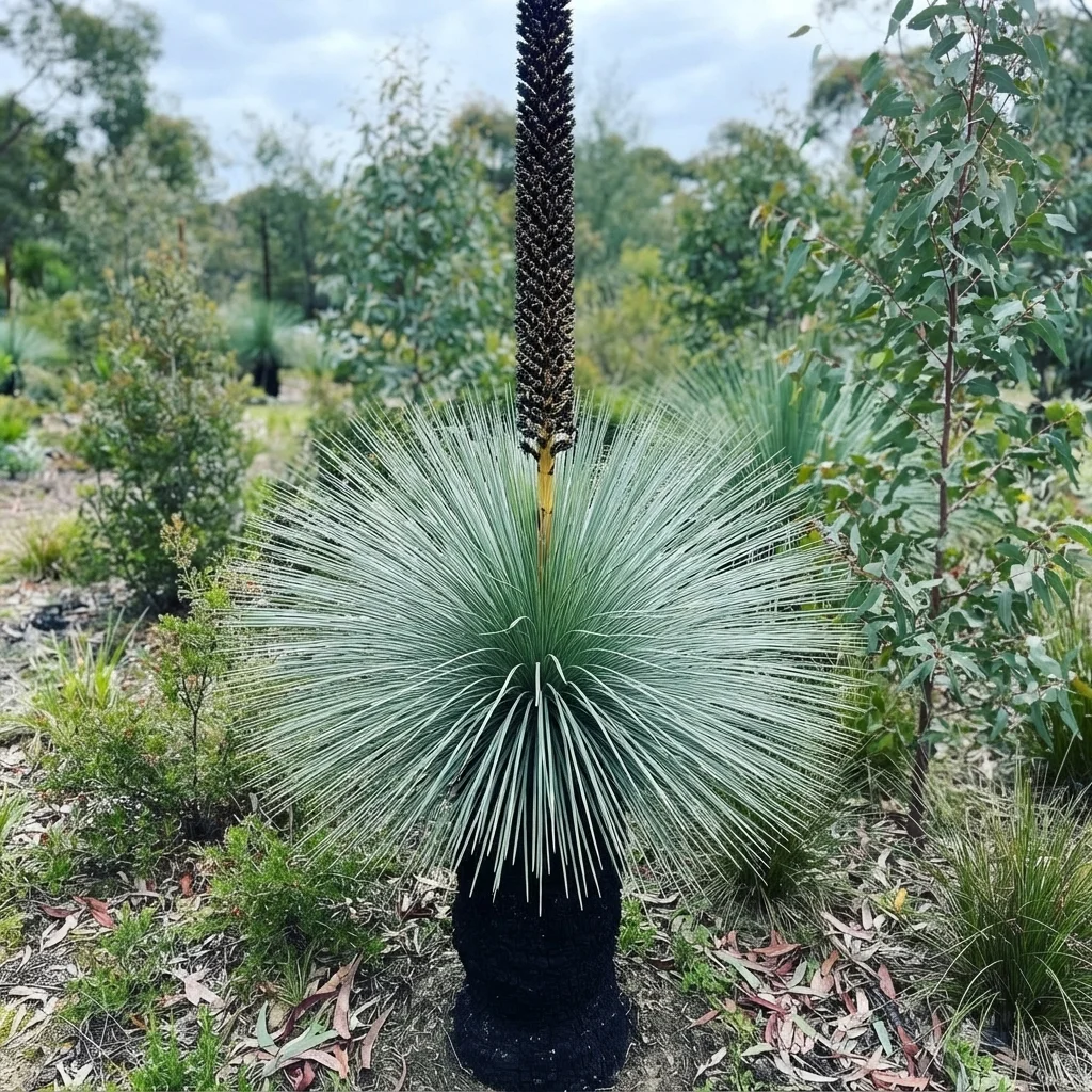 Grass tree, Grey grass-tree, Queensland blue grass tree, Kangaroo tail, Cadi, Gadi, Babang, Binda, Marrady, Maybal, Mingo