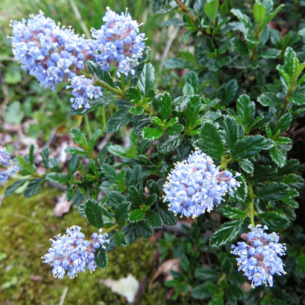 California Lilac 'Blue Mound'