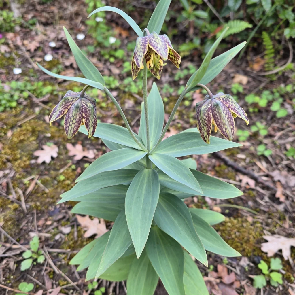 Checker Lily