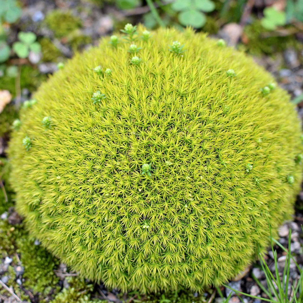 Australian Astroturf