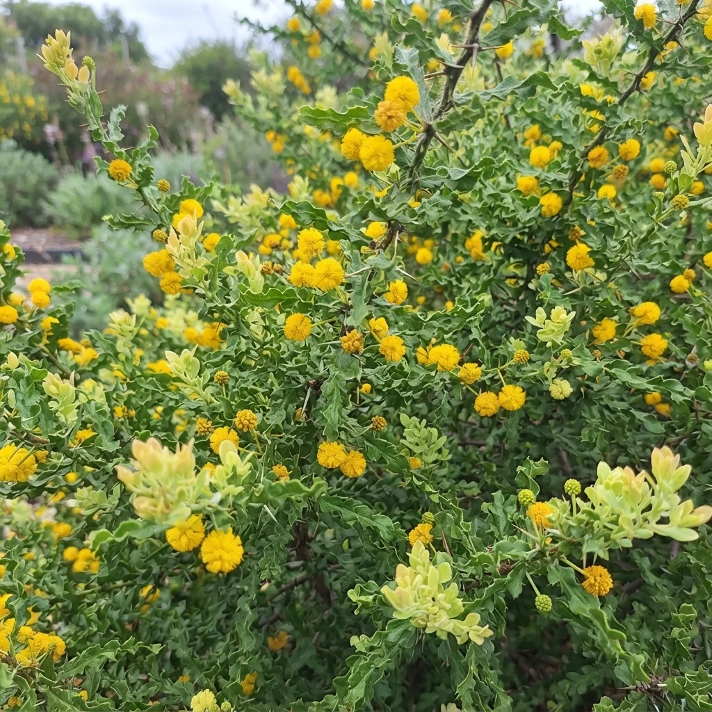 Kangaroo Thorn