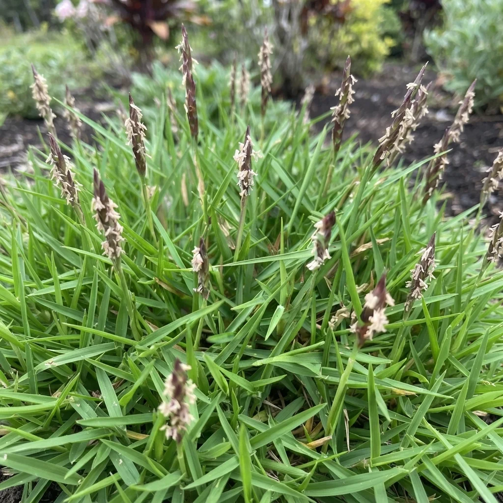 Manila Grass