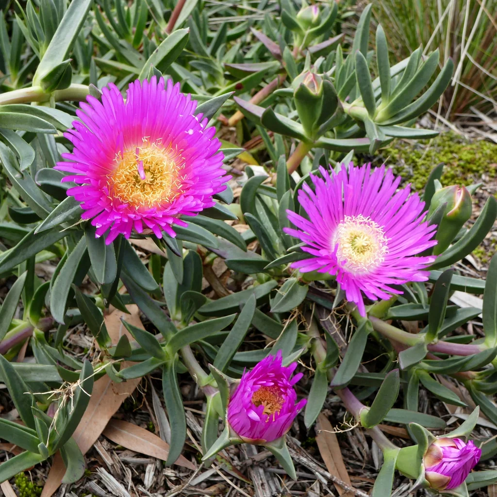 Coastal Pigface