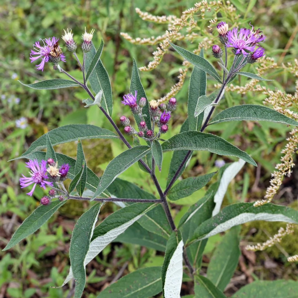Broadleaf Ironweed