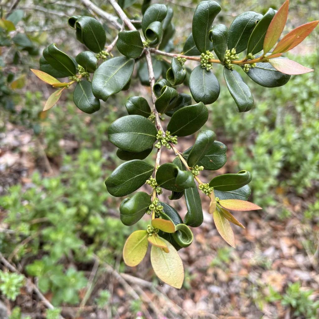Myrtle Oak