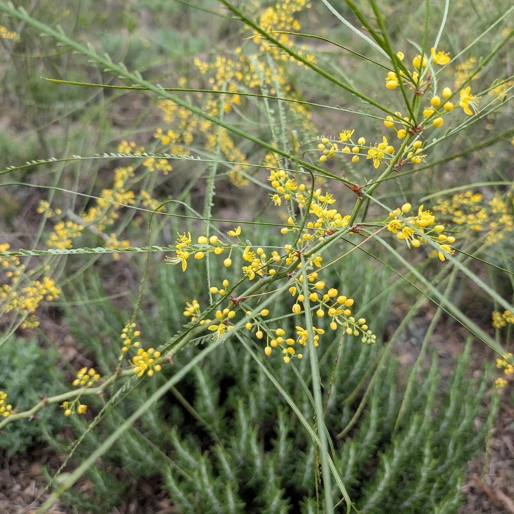 Jerusalem Thorn
